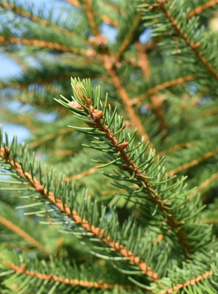 Norway Spruce - Digby Farm